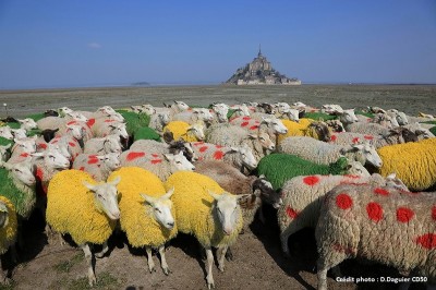 Moutons baie TDF 2016 [800 x 600]